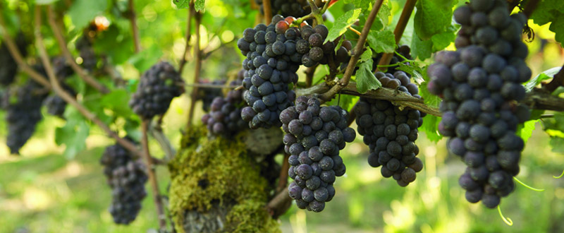 Srbija treba da ulaže u vinarstvo