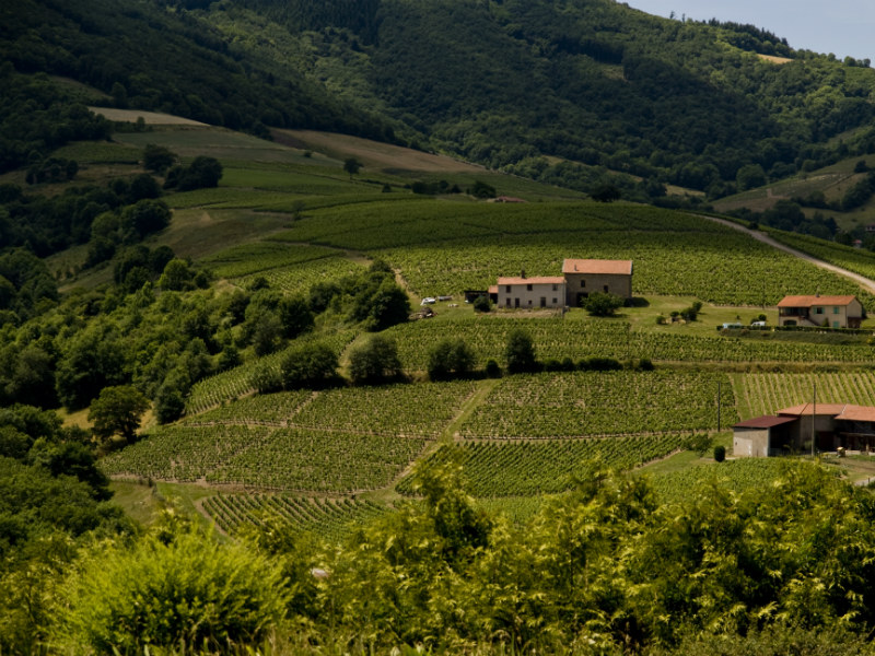 Božole